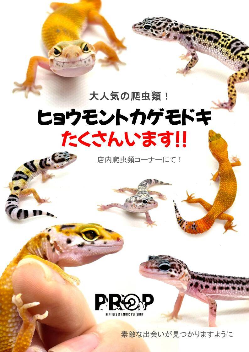トカゲ 販売 - ペットショップRicky /珍獣エキゾチックアニマルエキゾチックアニマル専門店  盛岡店・仙台店・青森店・秋田店・福島店・栃木店・新潟店・ブリーダーズショップ・ペット買い取り 東北全域、関東まで出張買い取りもしています!!, image size:793x1121